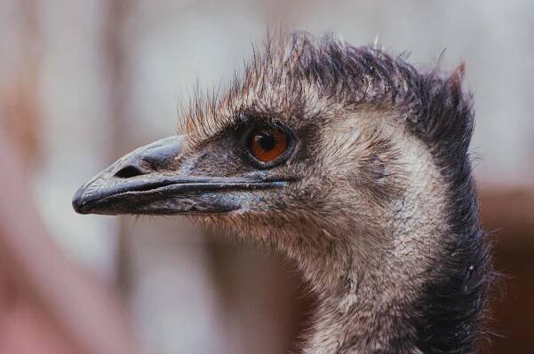 Základová fotografie na téma africká divoká zvěř, africký pták, afrika, barevný, bez letu, biodiverzity, biome, bushveld