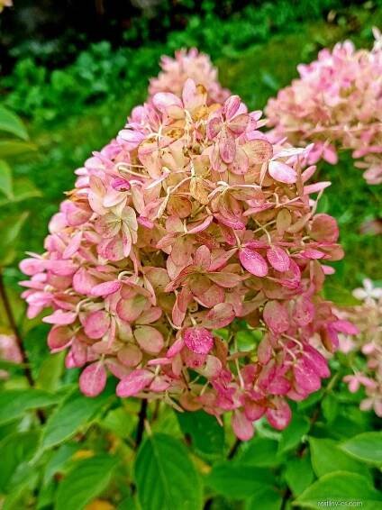 Hortenzie latnatá (Hydrangea paniculata)