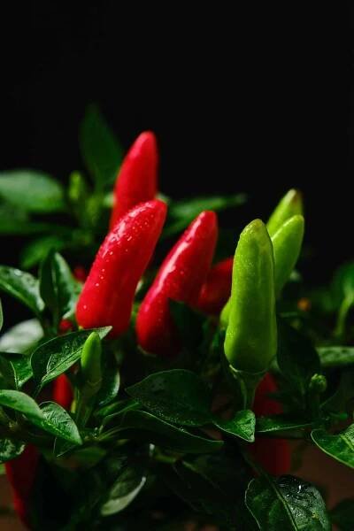 Chilli papričky 12