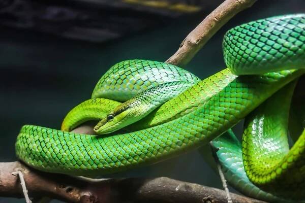 mamba zelena