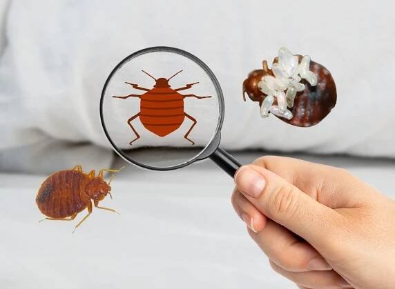 Dezinsekční firmy hlásí 15 % nárůst poptávky po hubení štěnic - SZÚ