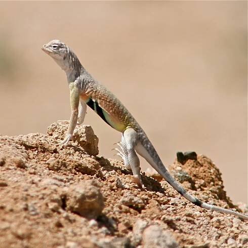 Desert Fauna – CALIFORNIA HIKING