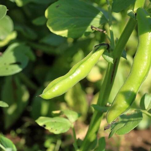Fava Bean Planting - How To Grow Fava Beans In The Garden