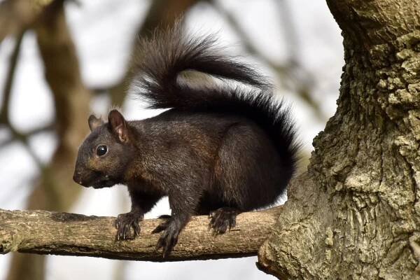 Where Can You See Black Squirrels and How Rare Are They?