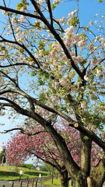 yae-sakura2 (2)