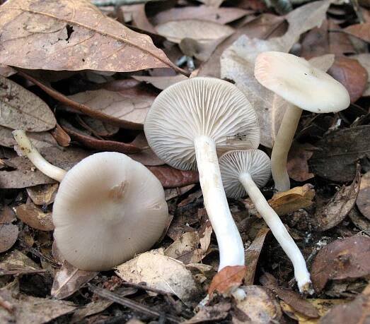 Entoloma sericellum: Nejlepší průvodce houbami