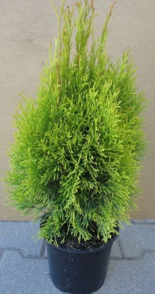 OKRASNÉ ROSTLINY | ZERAV ZÁPADNÍ - Thuja occidentalis ´Golden Smaragd´ | Zahradnictví Šťastný - Ovocné stromky, růže a okrasné rostliny