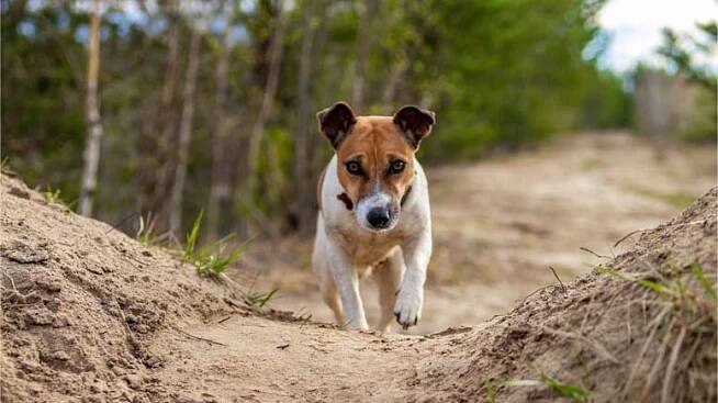 Jack Russell Teriér v Atlase psů na WEBFORDOG