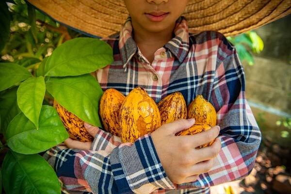 The cocoa industry: sustainability and consumers’ health