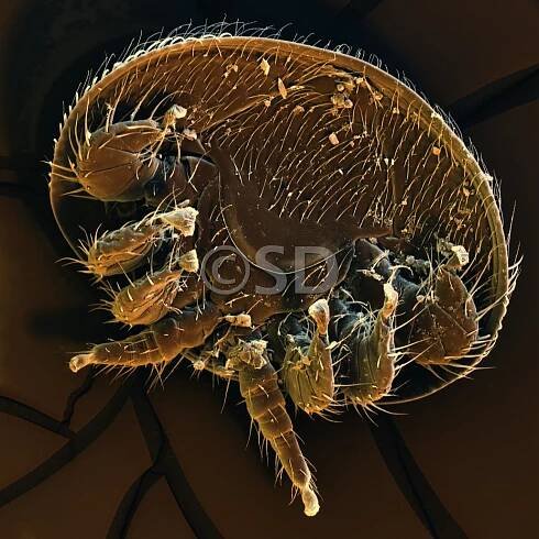 STEFAN DILLER - SEM IMAGES