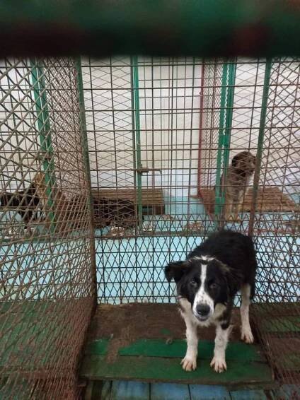 Psi k adopci z útulků, azylů a neziskových organizací