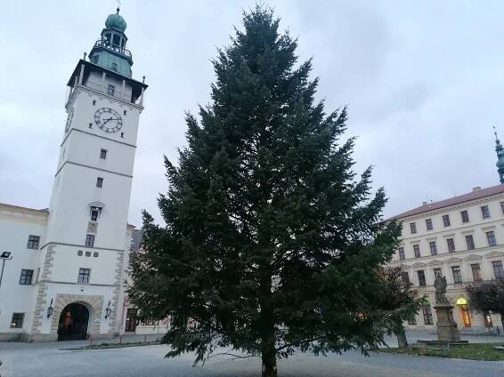 Vánoční strom už zdobí náměstí ve Vyškově. Rozsvícení doprovodí i jarmark