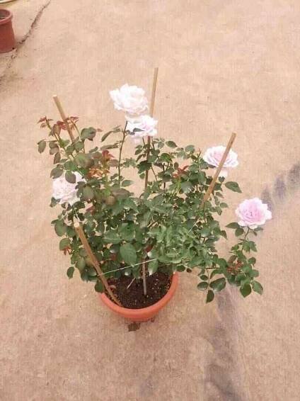 'Euridice' Rose » Rose Plants • Teo Joo Guan