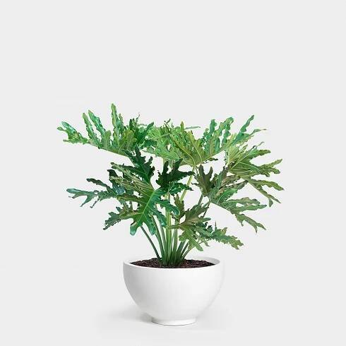 Philodendron Hope Selloum Plant Care