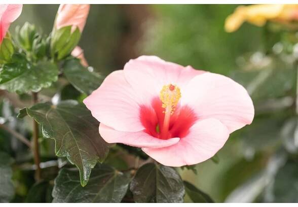 Ibišek čínská růže Cato (Hibiscus rosa-sinensis), výška 30-40 cm, pr.kv. 13 cm