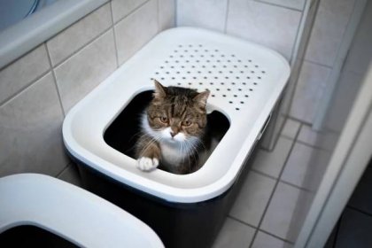 Kočka uvnitř kočičího záchodu