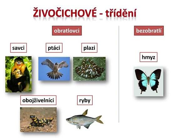 PPT - ŽIVOČICHOVÉ PowerPoint Presentation, free download - ID:1911750