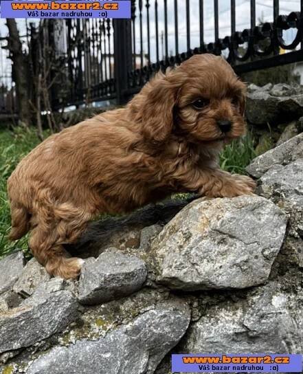Cavapoo štěňata na prodej-4, inzerce-cz.cz