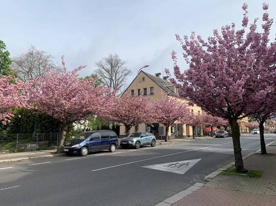 FOTO, VIDEO: V Liberci rozkvetly sakury, ulice se zahalily do růžové barvy