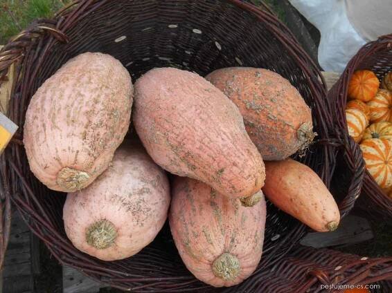 Tykev obrovská Pink Jumbo Banana (Cucurbita maxima), plody, plodenství
