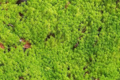 Textura čerstvé zelené rašelina, rašeliníku, rostoucí v lese — Stock fotografie