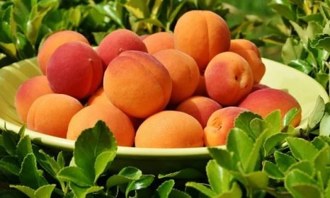 Síla ovoce, aneb proč jíst meruňky