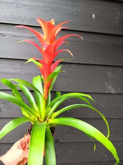 Bromelia — metbloemen.nl