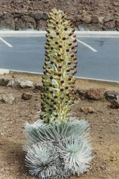 Argyroxiphium