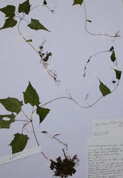 Bayabusua | Cucurbitaceae