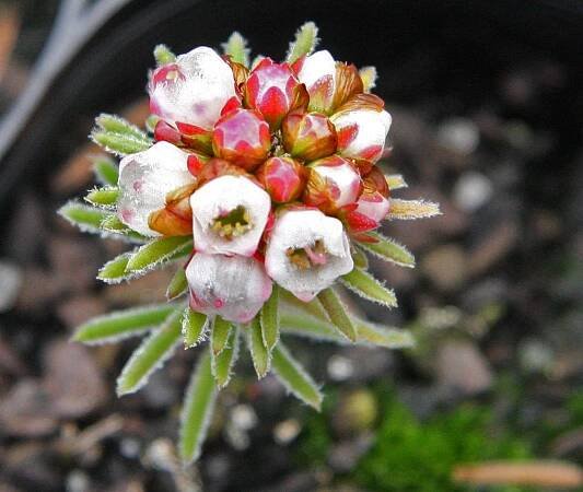 Chamelaucium drummondii