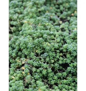 Rozchodník 'Chloroticum' H9
