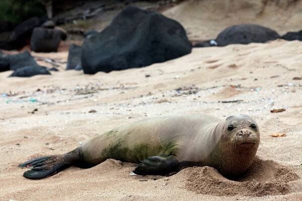 monk seal, havaj - tuleň havajský - stock snímky, obrázky a fotky