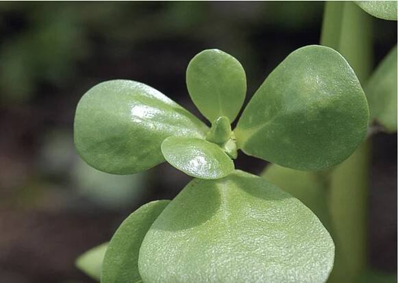 Seed Library — Green Guerillas