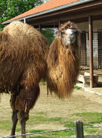 Do vyškovské ZOO, do města a za přítelem