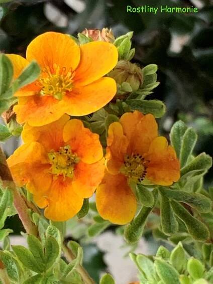Mochna křovitá 'Hopley Orange' 20-30cm ►Rostliny-Harmonie.cz