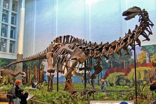 Sauropodomorpha