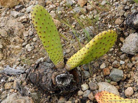Opuncie mexická (Opuntia ficus indica)