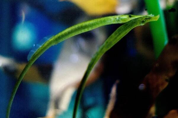 Soubor:Broadnose pipefish. (6985875702).jpg – Wikipedie