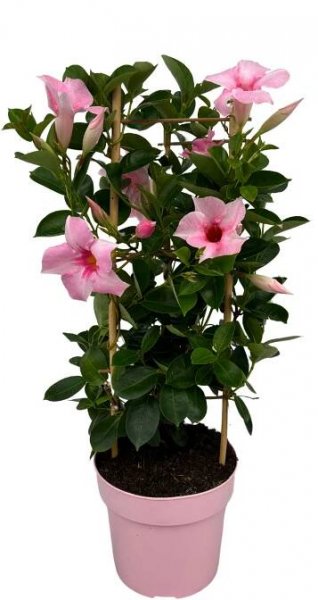 Mandevilla Cream Pink Tower - Mandevillashop