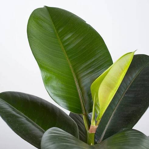 Ficus Robusta 'M'