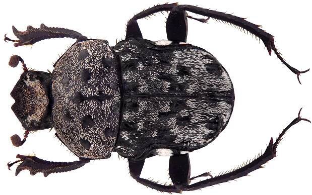 Gymnopleurus gemmatus