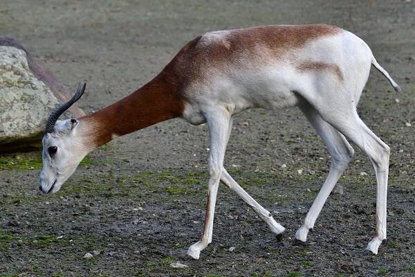gazela červenokrká / nanger dama ruficollis