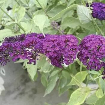 Motýlí keř, komule Davidova FloraSelf Buddleja davidii 60-80 cm květináč 3 l