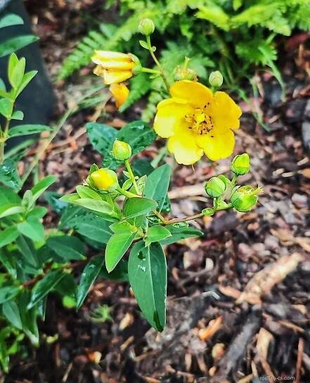 Fotogalerie DF: hypericum hidcote; 1
