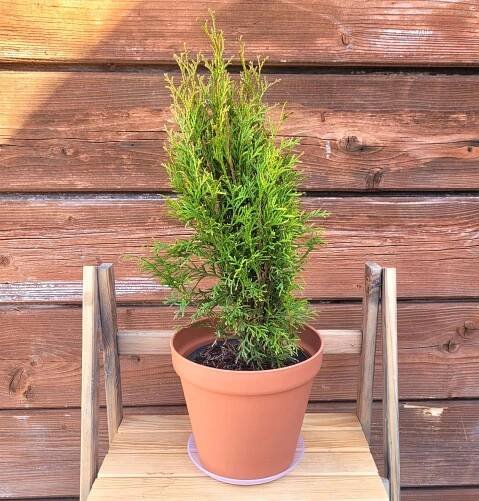 Zerav západní Smaragd Thuja Thuje Smaragd 50 cm Hustý Živý Plot Druh rostliny zerav