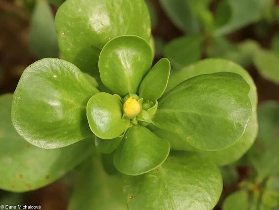 Portulaca oleracea – šrucha zelná