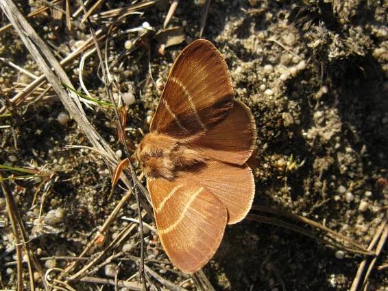Obrázek - Macrothylacia rubi (bourovec ostružiníkový) | BioLib.cz
