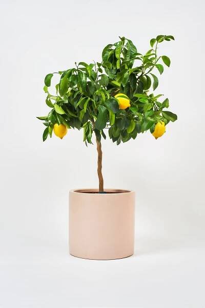 Lemon Tree