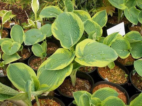 Botanical Creations Nursery Plant List