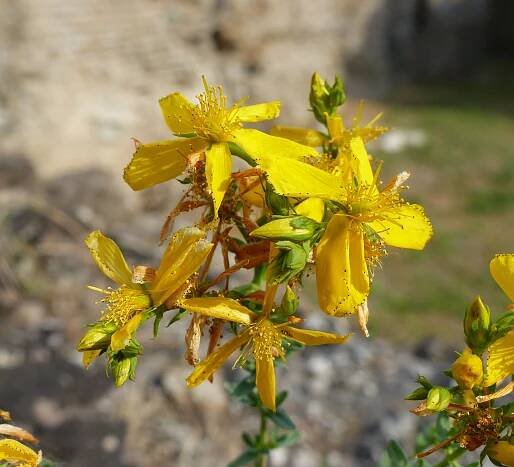 Hypericum perforatum L. - Portale della Flora d'Italia / Portal to the Flora of Italy